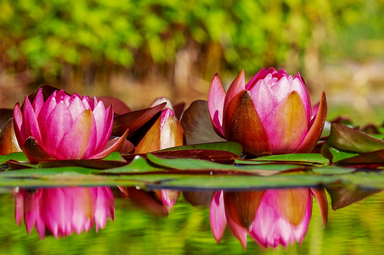 Could Urban Ponds Play a Role in Stormwater Management?